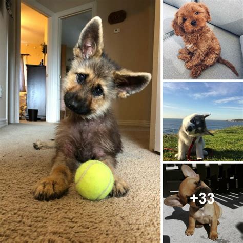 The Adorable Head Tilts Of The Dogs Making Everyone Love Them