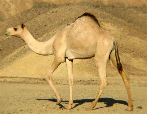 This was when the personal computer became a household name. ADW: Camelus dromedarius: INFORMATION