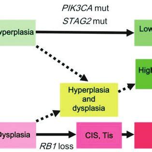 Percentages Of Breast Cancers According To ER PgR And HER2 Receptors