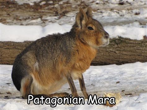 Patagonian Mara Weird Animals Animals Animals Beautiful