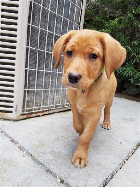 Find a labrador puppies on gumtree, the #1 site for dogs & puppies for sale classifieds ads in the uk. Fox red Labrador puppy! #labradorpuppies | Labrador ...