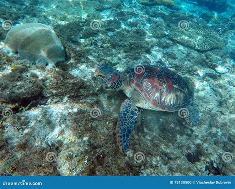 Green Sea Turtle Eating In Coral Reef On Sea Bottom Stock Photo Image