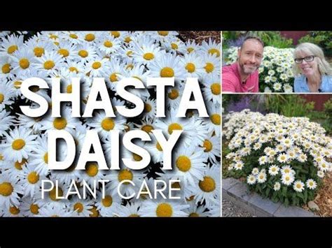 Shasta Daisy Lovers Grow Bigger Healthier Plants With These Shasta