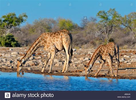 Namibian Giraffes Or Angolan Giraffes Giraffa Camelopardalis Mother