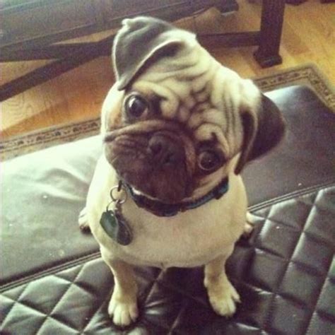 They are so adorable and fun! Gosh dangit...why do I love pugs so much!!!....one day...I ...