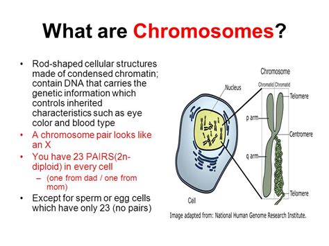 How strict are you with your children? What are Chromosomes: Definition, Functions, Types ...