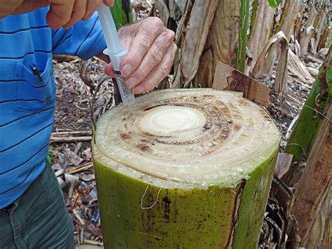 Frontiers The Epidemiology Of Fusarium Wilt Of Banana