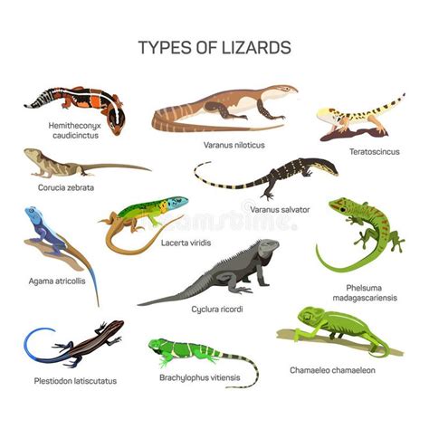 Different Types Of Lizards On A White Background With The Names In