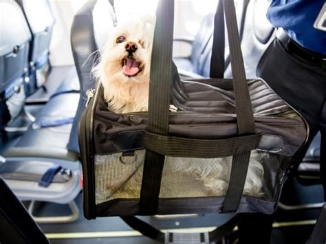 Here are some tips on how to prepare your pooch or other pets for a safe and comfortable airplane journey. Flying with a Dog: Everything You Need to Know - Condé ...