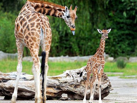 It is traditionally considered to be one species, giraffa camelopardalis, with nine subspecies. .::Curiosidades Animal::.: Girafa!