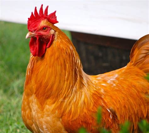 Buff Orpington Rooster Characteristics - Learn Natural Farming
