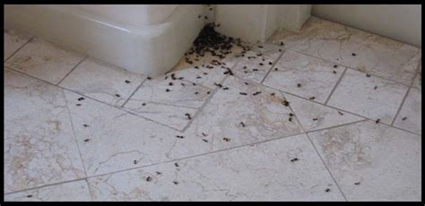 Para acabar con las hormigas de la cocina es bueno actuar con prontitud. Cómo liberarme de las hormigas del azúcar - Lifehacks de ...