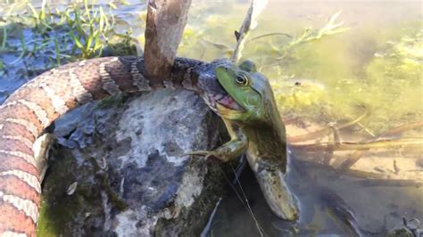 Please try a different url. Snake eating a Frog as the Frog eats the Snake - YouTube