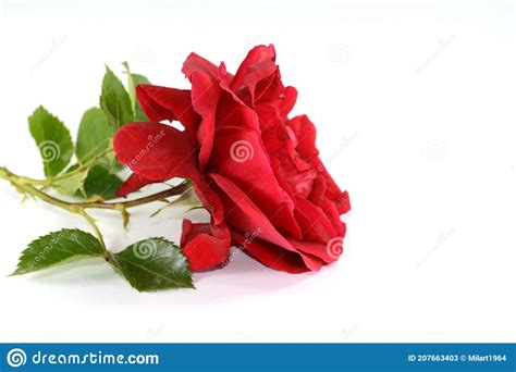 Red Rose Isolated On White Background Stock Image Image Of Bloom