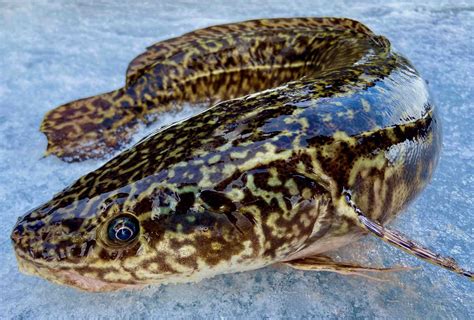 Burbot Or Ling