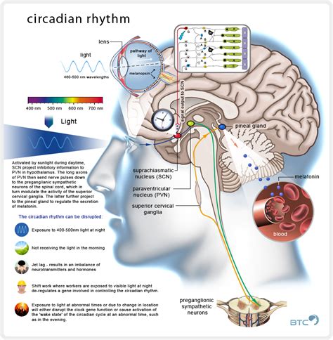 Circadiaans Ritme Neurowetenschappen Menselijk Lichaam Het