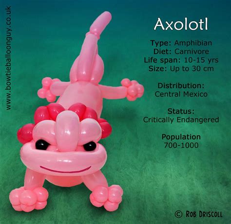 A For Axolotl Axolotl Balloon Sculptures Up Cm