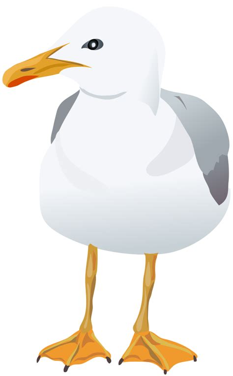 Seagull Clipart Free Transparent Background And Other Clipart Images On