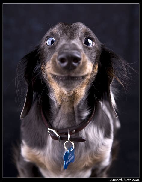 Here's a beginner's guide for new puppy owners who are interested in learning more about dog shows. Show me your Wiener.......dachshund's only please -- Pets in photography-on-the.net forums