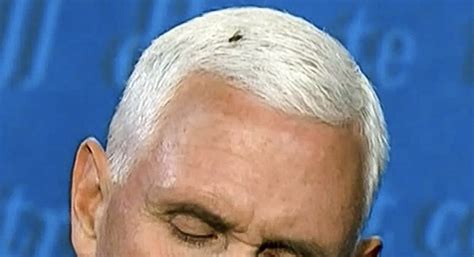 Fly Lands On Pence’s Head During Debate Causing Internet Buzz Kvia
