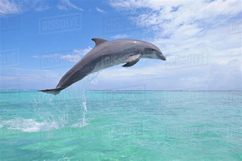 Common Bottlenose Dolphin Jumping In Air Caribbean Sea Roatan Bay