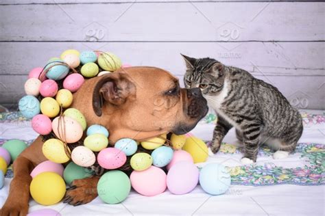 Top Four Easter Hazards For Pets Heart Arrow Veterinary Service Llc