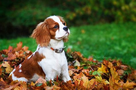 Great savings & free delivery / collection on many items. Puppies of the Wealthy: 17 of the Most EXPENSIVE Dogs in the World | DailyForest | Page 7