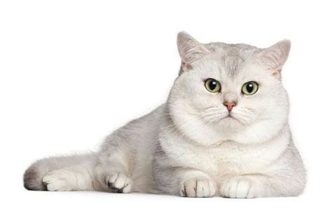 Kucing British Shorthair Putih Fakta Asal Sejarah Dan Gambar Faunaku