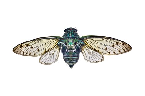 Use them in commercial designs under lifetime, perpetual & worldwide rights. How to Preserve Insects for Display in 4 Easy Ways: Find ...