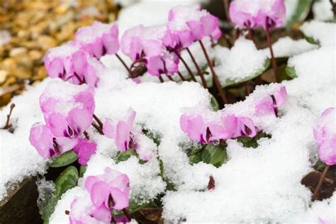 Winter Guide To Safeguarding Your Garden Greenery Thompsons Plants