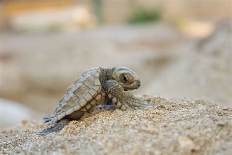 Baby Sea Turtles See Turtles