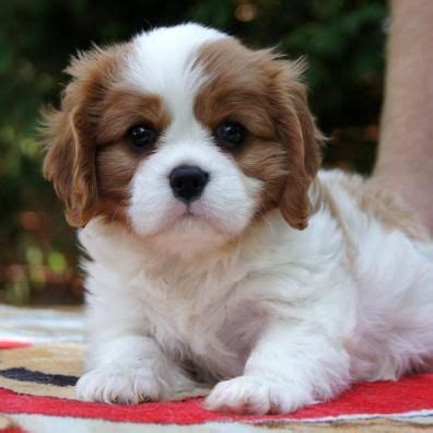 Contact the dog breeders below for cocker spaniel puppies for sale. The 21 best chocolate roan cocker spaniel images on ...