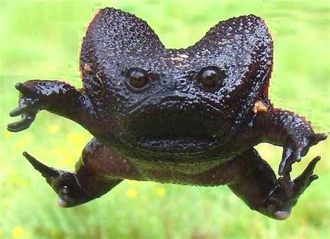 The Nicest Pictures Black Rain Frog Breviceps Fuscus