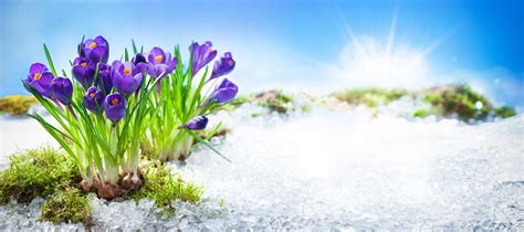 Crocus Flowers Blooming Through The Melting Snow Stock Photo Download