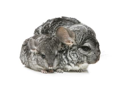 Two Chinchillas Isolated Over White Background Stock Photo Download