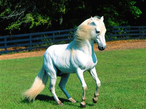 Stunning White Horse Colors Photo 34711665 Fanpop