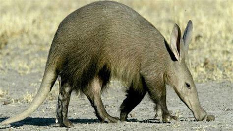 Amazing Facts About Aardvarks Onekind Planet Animal A Z