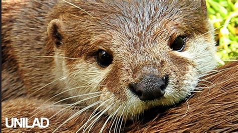 Here the article is mainly about pictures but in addition we will be giving you all some facts that you probably don't know about sea otter is an animal that was first discovered in 1751 by georg steller. Incredibly Cute Baby Otter! | UNILAD - YouTube