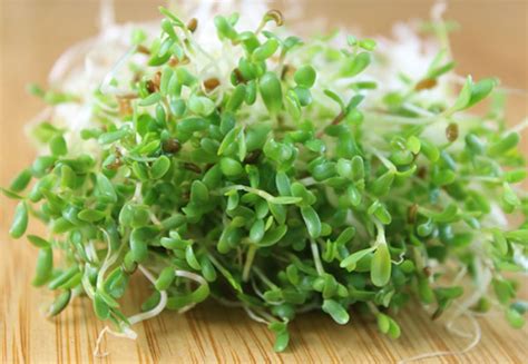 What does alfalfa look like in 2020. Conoce los maravillosos beneficios de la alfalfa
