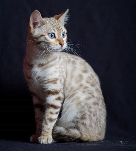 Bengal Cat Breed Information Your Cat