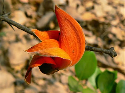 They bloom from spring to fall with a resting period in. Flower Photos: Palash blooms in the Spring
