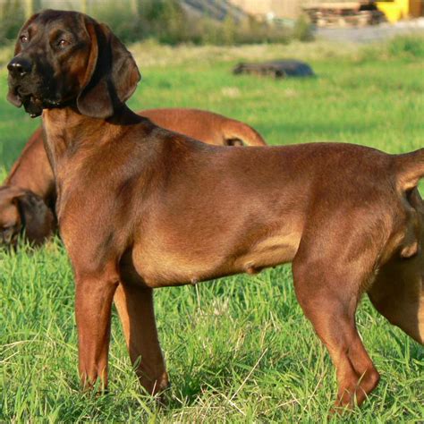 Bavarian Mountain Hound Breed Guide Learn About The Bavarian Mountain