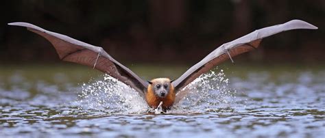 Grey Headed Flying Fox A Megabat Native To Australia Dropping Onto
