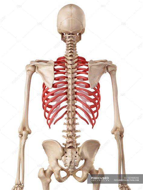 Learn about rib cage anatomy physiology with free interactive flashcards. Human rib cage anatomy — human physiology, osteology ...