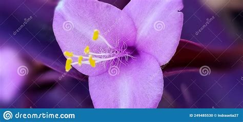 Very Beautiful And Unique Purple Flowers Stock Photo Image Of Blue