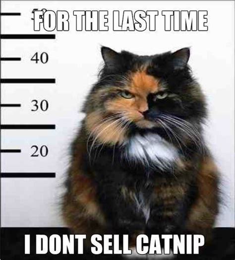 Most Intimidating Fluffy Gangster Cats Memes Funny Cat Memes Scary