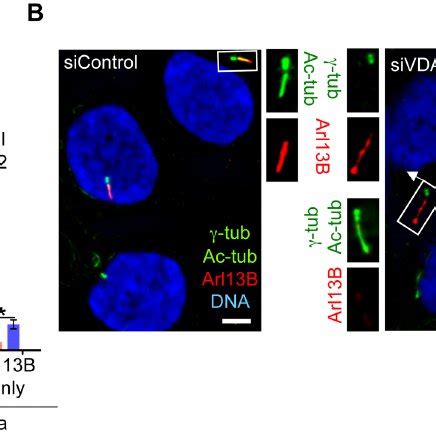 Maybe you would like to learn more about one of these? Centrosome position in nondividing, dividing, and ...