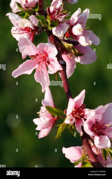 A Typical Pink Cherry Blossoms Branch Stock Photo Alamy