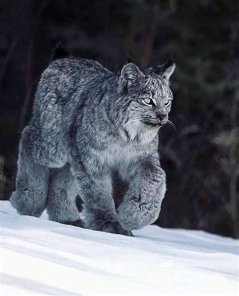 Wolsafaris🔵 On Instagram Look At Those Giant Paws🐾 The Canada Lynx Is