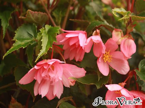 Begonia X Tuberhybrida Floravera